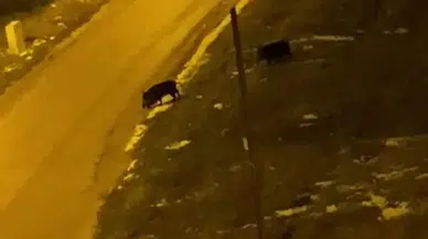 Aç Kalan Domuzlar Şehre İndi