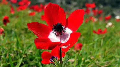 2026 Yılında Cemre Düşme Tarihleri Nedir? İlk Cemre Ne Zaman Düşecek?