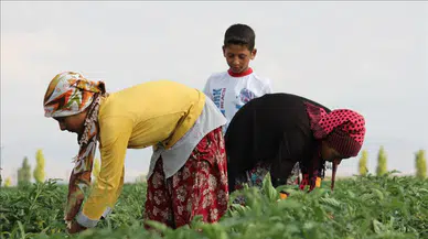 Tarım İşçileri Ücretleri 2025 Yılında Rekor Seviyeye Ulaşıyor