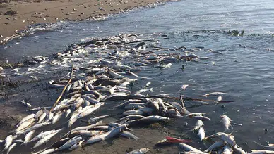 Mersin’de kıyıya vuran kefaller endişe yarattı