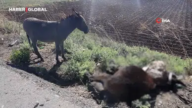 Telef Olan Annesinin Yanında Bekleyen Sıpa Yeni Yuvasında