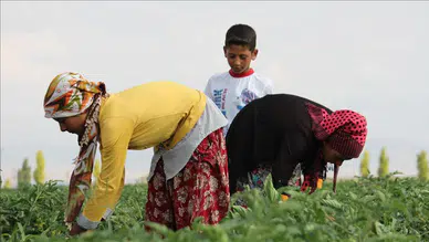 Tarım İşçileri Ücretleri 2025 Yılında Rekor Seviyeye Ulaşıyor