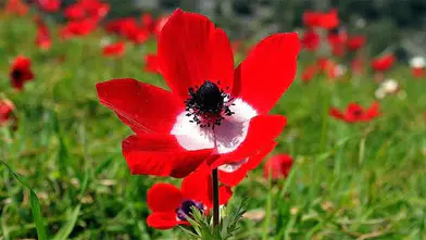 2026 Yılında Cemre Düşme Tarihleri Nedir? İlk Cemre Ne Zaman Düşecek?