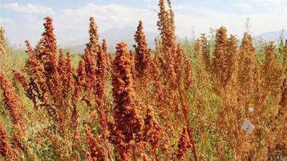 Kinoa, Çiftçi'nin cebini doldurdu, yüzünü güldürdü