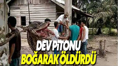 Endonezya'da bir adam 23 metrelik piton yılanı öldürdü