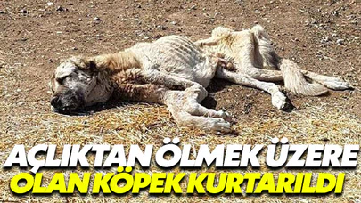 Açlıktan ölmek üzere olan köpek kurtarıldı