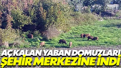 Aç kalan domuzlar şehre indi