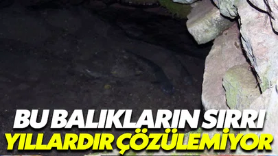 Bu balıkların sırrı yıllardır çözülemiyor