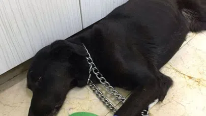 Sokak köpeğine akılalmaz işkence