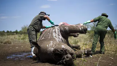 Soyu Tükenmekte Olan Hayvanlar Nelerdir?
