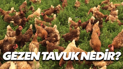 Gezen Tavuk Nedir?