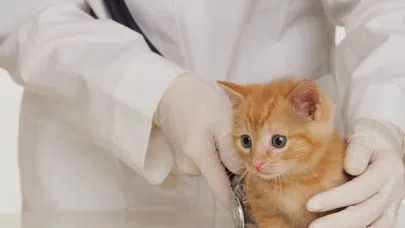 Feline Lösemisi Tedavi Edilebilir Mi?