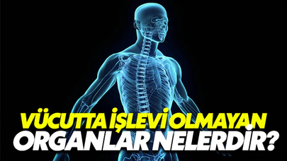 Vücutta İşlevi Olmayan Organlar Nelerdir?