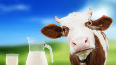 Türkler neden süt içmiyor?