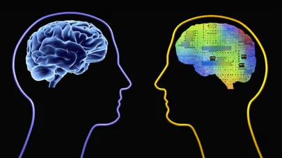 Beyin Büyüklüğü İle Zeka Arasında Nasıl Bir Bağlantı Vardır?