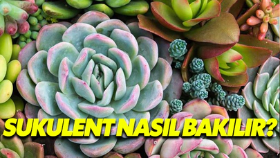 Sukulent Nasıl Bakılır?