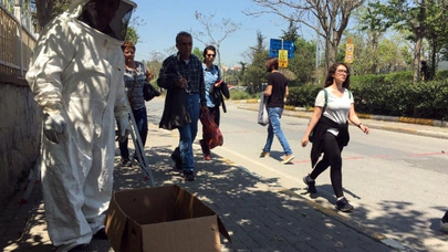 Arılar İstanbul'da terör estirdi