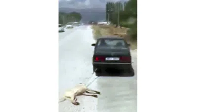 Köpeğe inanılmaz işkence