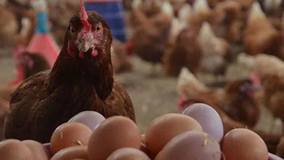 Yumurta üreticileri zorda yumurtaya zam geliyor