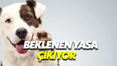 Hayvanlara işkence ve kötü muameleye hapis yolu açılıyor