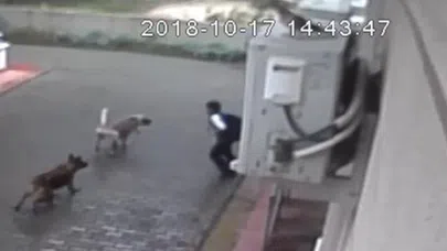 Okul çıkışı köpeklerin saldırdığı çocuğun ailesi belediyeyi suçladı