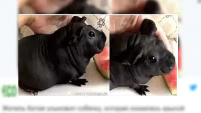 Ucuz diye aldığı köpek yavrusu sıçan çıktı