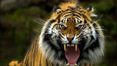 Hindistan'da katil kaplan için 150 kişi seferber oldu