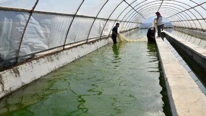 Sebze seralarında şimdi'de süs balığı yetişiyor