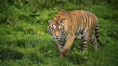 Hindistan'da insan yiyen kaplanı döverek öldürdüler