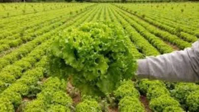 ABD ve Kanada'dan '' marul yemeyin'' uyarısı