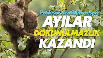 Profesörden ilginç tespit: Ayılar dokunulmazlık kazandı