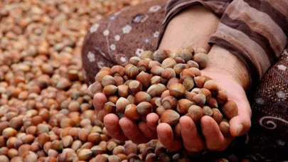 Fındık ihracatının yüzde 39'luk kısmı Trabzon'dan