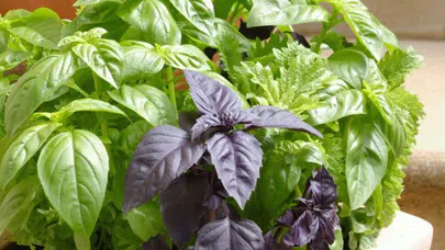 Doğal kanser savaşçısı Fesleğen