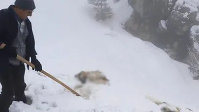 Konya'da köpek dehşeti!