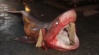 Mersinli balıkçılar köpekbalığı yakaladı