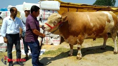 1,5 tonluk boğa 29 bin TL'ye satıldı