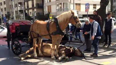 Faytoncuların korkunç rakamı