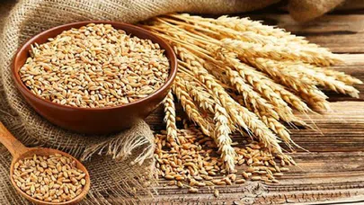 Buğday Krizine Hazırmı mıyız?