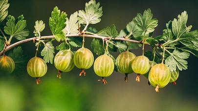 Bektaşi Üzümü Sağlığa Yararlarıyla Dolu Bir Doğal Haz