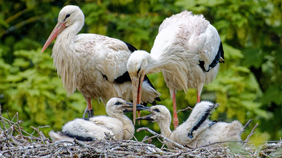 Leyleklerin Göç Ritüeli ve Karşılaştığı Zorluklar nelerdir ?