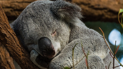 Dünyanın Uyku Kralı, Avustralya'nın Uzun Uyuyan Koalası
