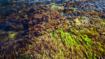 Deniz Yosunlarının Çeşitli Kullanım Alanları ve Önemi