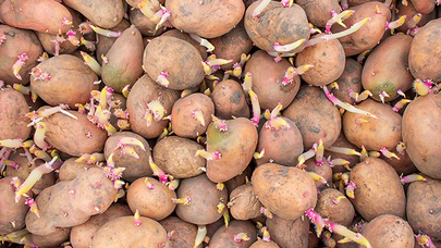 Sağlıklı ve Taze Patatesler İçin Saklama İpuçları