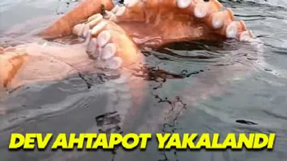 Denizde Dev Ahtapot Görüldü
