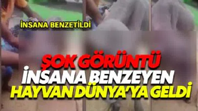 Şok Şok Şok... Hindistan da insana benzeyen hayvan doğdu...