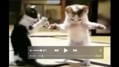 Bu Kediler Çok Komik...