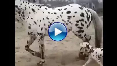 Kendisine Benzeyen Atı Annesi Sanan Köpek...