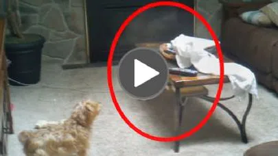 Hayvanların Görüp Sahiplerinin Göremediği 5 Ürpertici Şey!