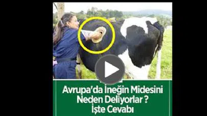 Avrupa'da İneğin Midesini Neden Deliyorlar?