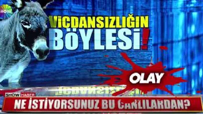 Eşeğin başına poşet geçirip bakın neler yaptılar...